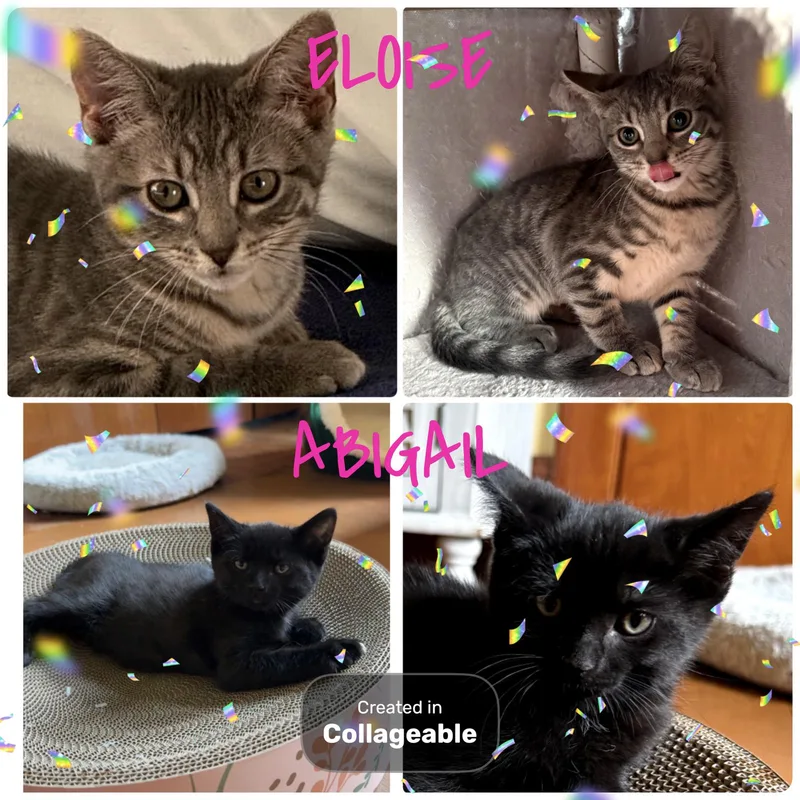A baby medium-sized female Domestic Short Hair cat named Eloise & Abigail for adoption in Clinton, IL