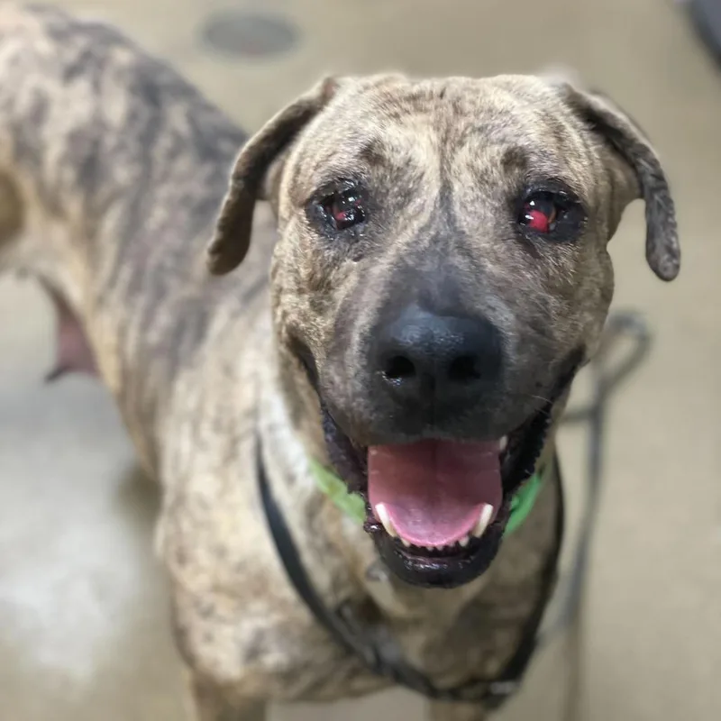 An adult large-sized female Brindle Pit Bull Terrier dog named Leia for adoption in Riverside, CA