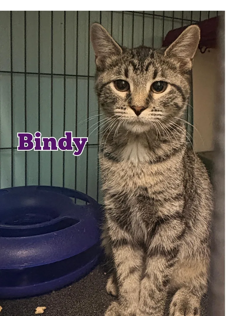 Bindy