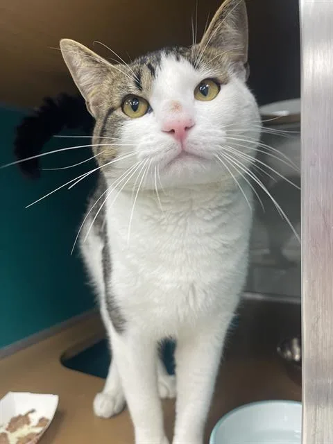 A young large-sized male Domestic Short Hair cat named Custard for adoption in Naples, FL
