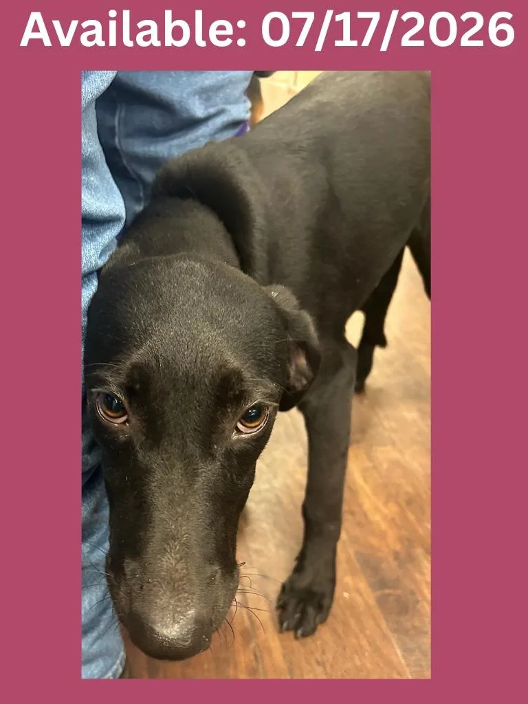 A baby medium-sized female Labrador Retriever dog named Dog Kennel Ember for adoption in Greenville, TX
