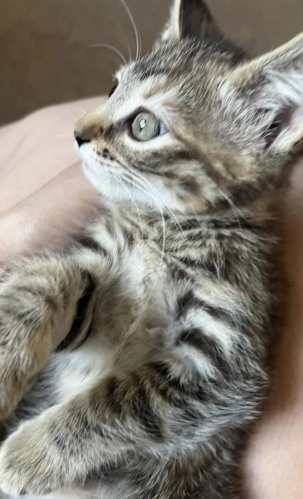 A baby medium-sized female Domestic Medium Hair cat named Mary for adoption in Ventura, CA