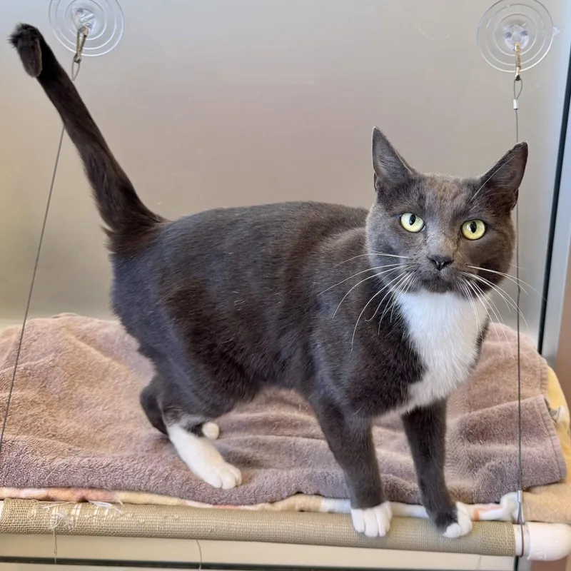An adult medium-sized female Gray & White Domestic Short Hair cat named Tuna for adoption in Burlingame, CA