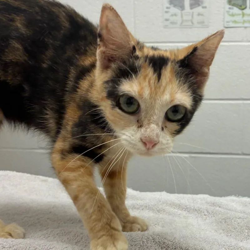 A baby small-sized female Domestic Short Hair cat named Marnie for adoption in Corpus Christi, TX