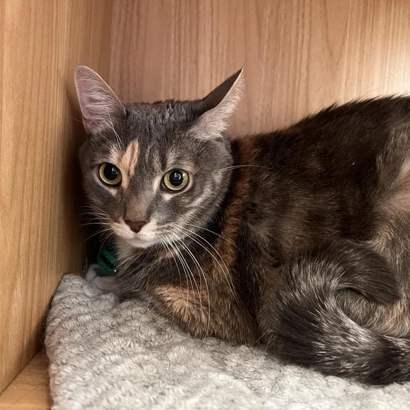 A senior large-sized female Calico Domestic Short Hair cat named Minnie for adoption in Las Vegas, NV