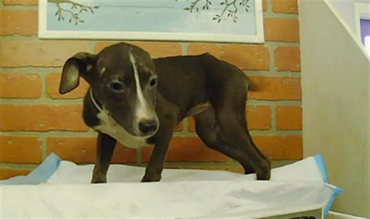 A baby small-sized female Staffordshire Bull Terrier dog named Stace for adoption in Houston, TX