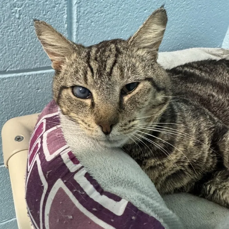 A senior medium-sized male Brown / Chocolate Domestic Short Hair cat named Tater Tot for adoption in Mebane, NC