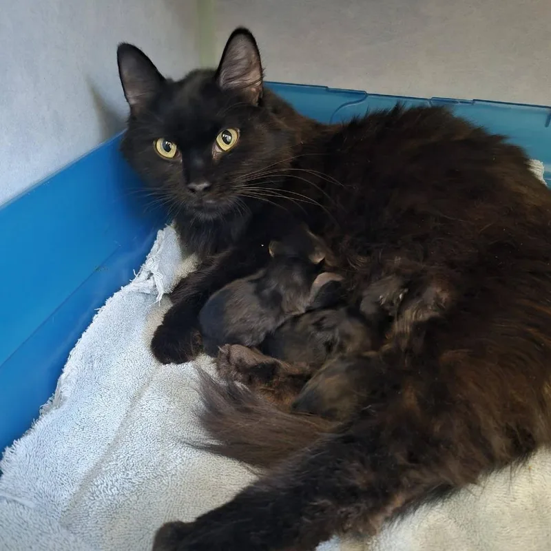 A young medium-sized female Black Domestic Long Hair cat named Barbara Jean for adoption in Richland, MI
