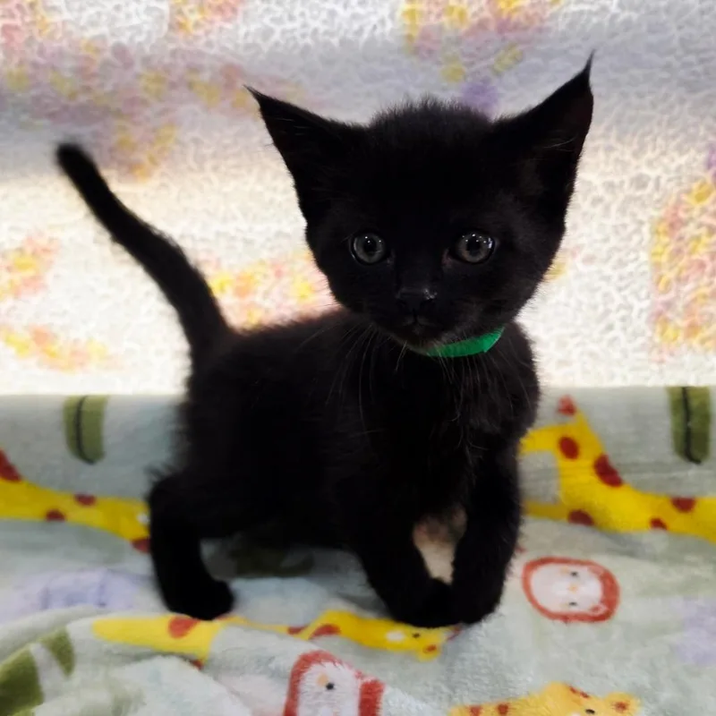 A baby small-sized male Black Domestic Short Hair cat named Hershey for adoption in Jefferson city, TN