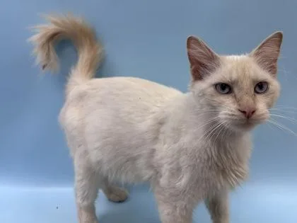 A young small-sized female Domestic Short Hair cat named Mona for adoption in Woodbury, MN