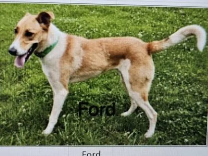 An adult large-sized male Mixed Breed dog named Ford for adoption in Cincinnati, OH