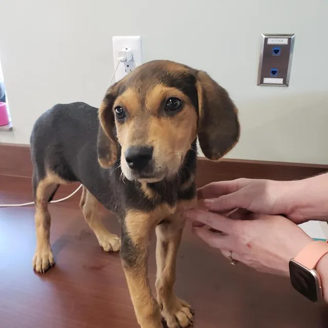An adult small-sized female Hound dog named Hope for adoption in Gautier, MS