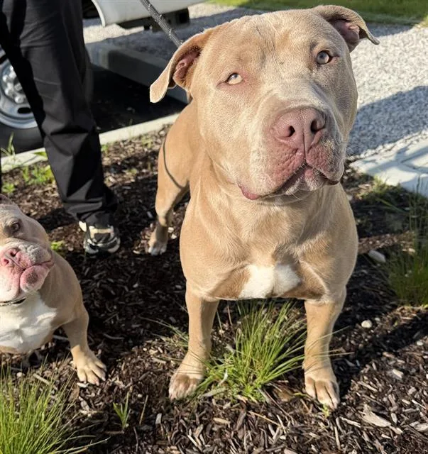 A young large-sized male Pit Bull Terrier dog named Slime for adoption in Indianapolis, IN