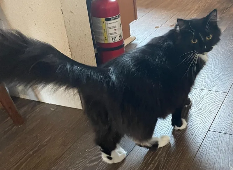 A young medium-sized female Domestic Long Hair cat named Chandra for adoption in Shoreline, WA