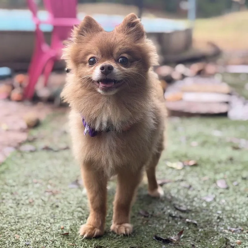An adult small-sized male Pomeranian dog named Chief for adoption in Garland, TX