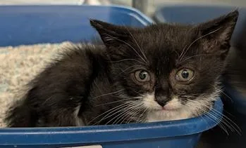 A baby medium-sized male Black & White / Tuxedo Domestic Short Hair cat named Purrcy for adoption in Herndon, VA