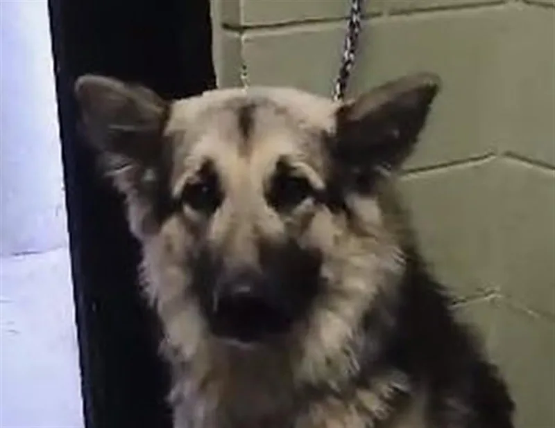 A young large-sized female German Shepherd Dog dog named Vespa for adoption in Tulsa, OK