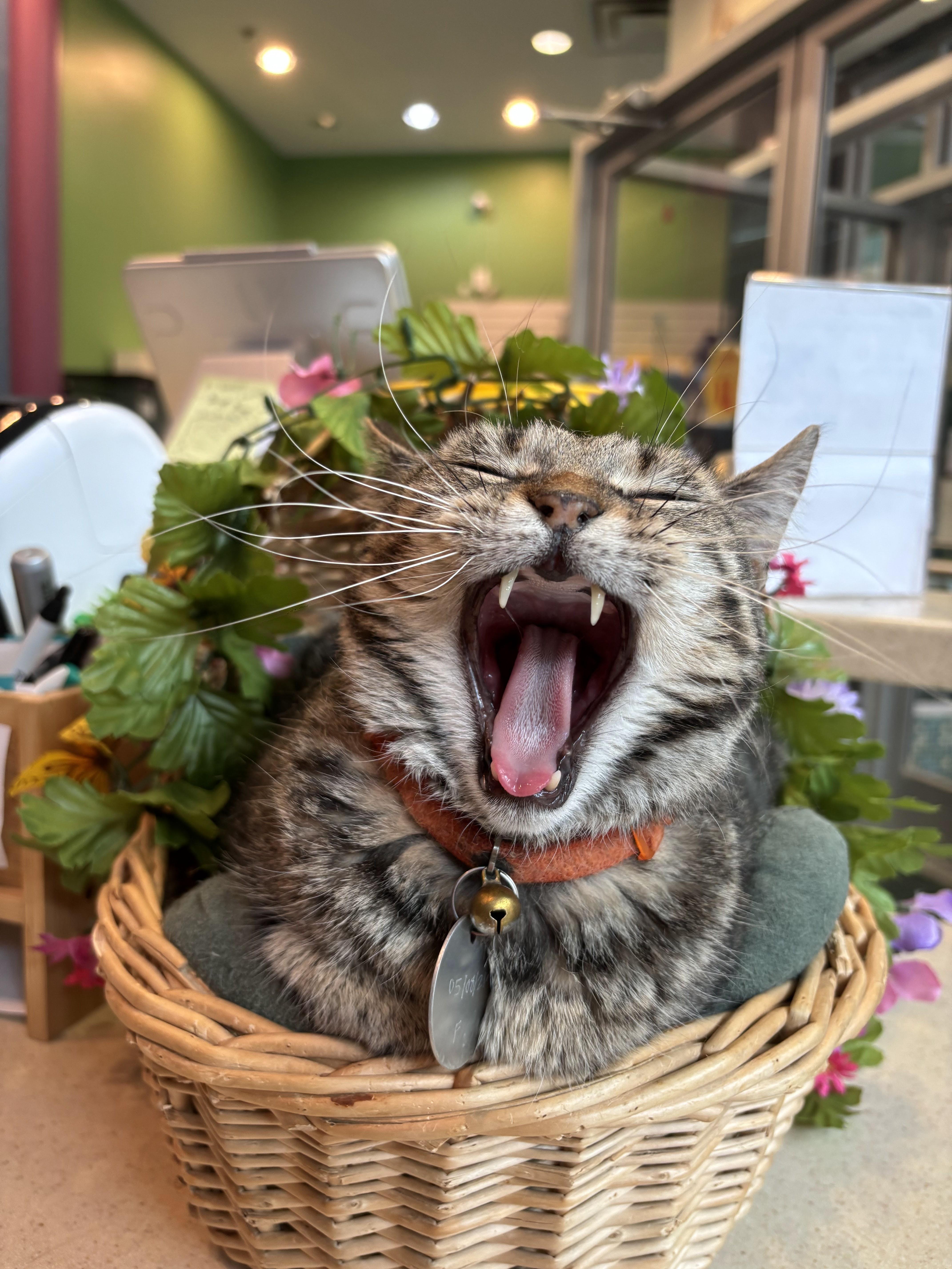 An adult medium-sized female Domestic Short Hair cat named Penny for adoption in The Colony, TX