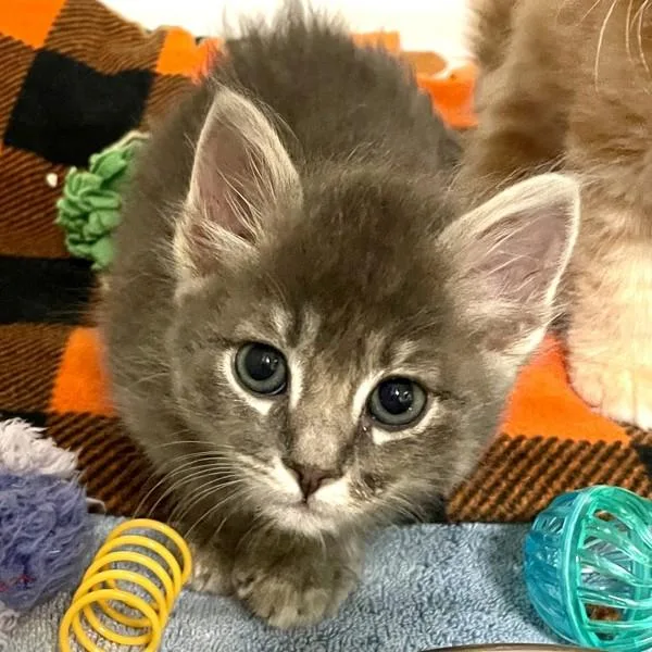 A baby small-sized female Domestic Medium Hair cat named Croatia for adoption in Walnut Creek, CA