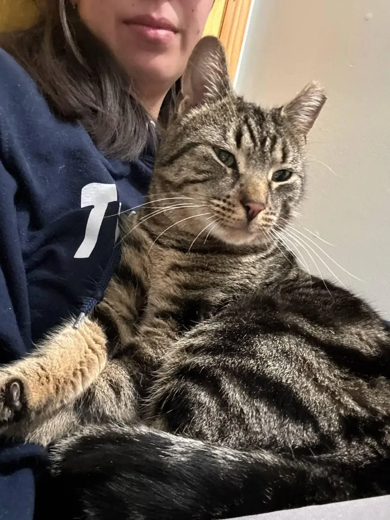 An adult medium-sized male Tabby (Brown / Chocolate) Domestic Short Hair cat named Romeo The Sweetheart for adoption in Florham Park, NJ