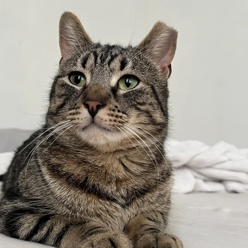 Romeo The Sweetheart thumbnail 2