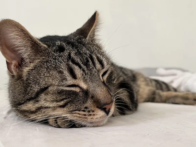 Romeo The Sweetheart thumbnail 3