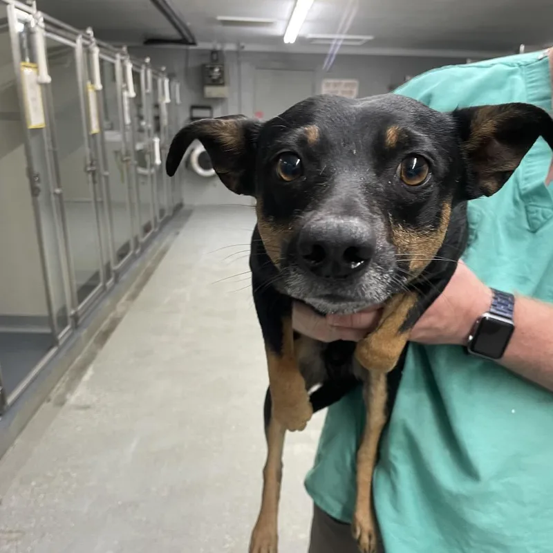 An adult small-sized male Black Rat Terrier dog named Peabody for adoption in Galax, VA