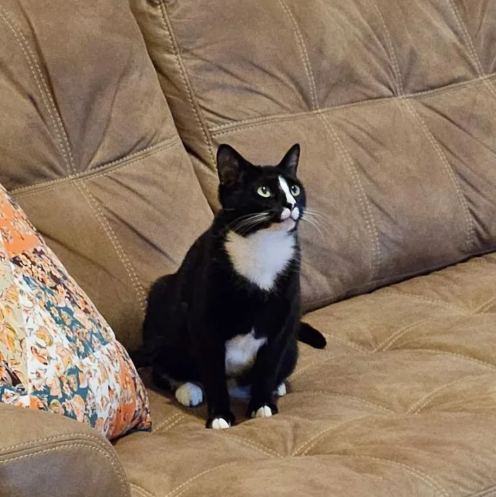 A young small-sized female Black & White / Tuxedo Domestic Short Hair cat named Mommy Girl for adoption in Galloway, NJ