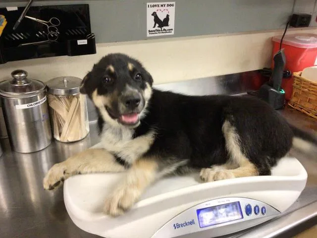 A young small-sized male Siberian Husky dog named A for adoption in Riverside, CA