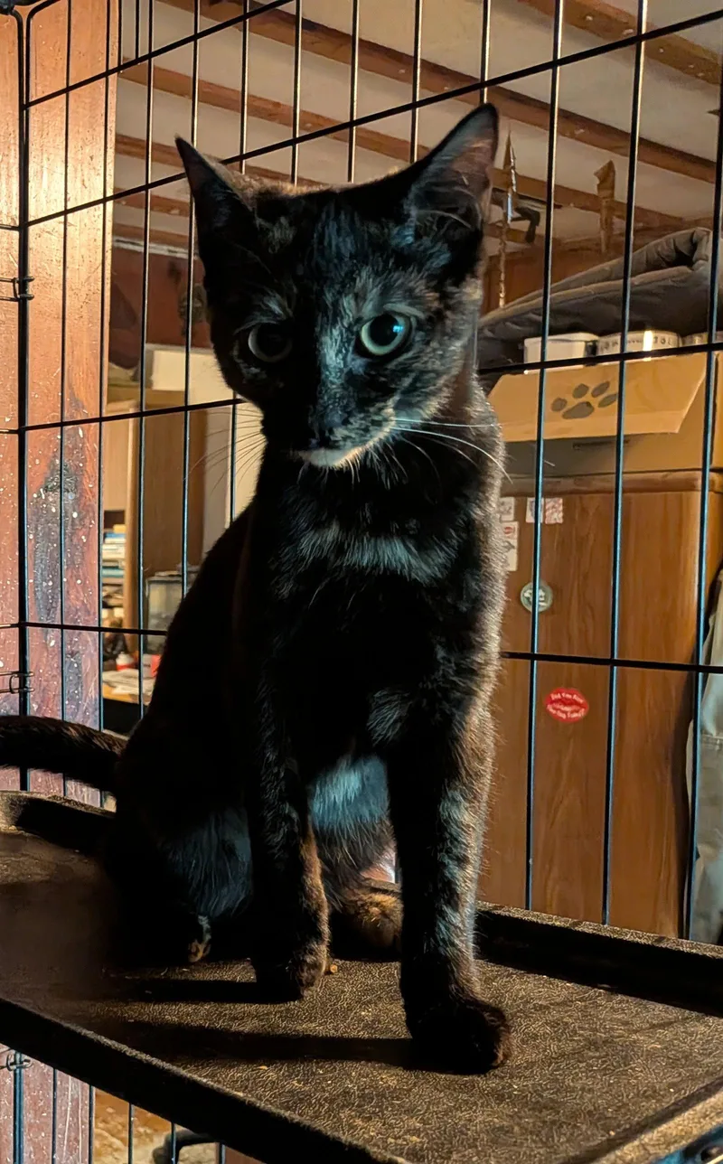 Tortie