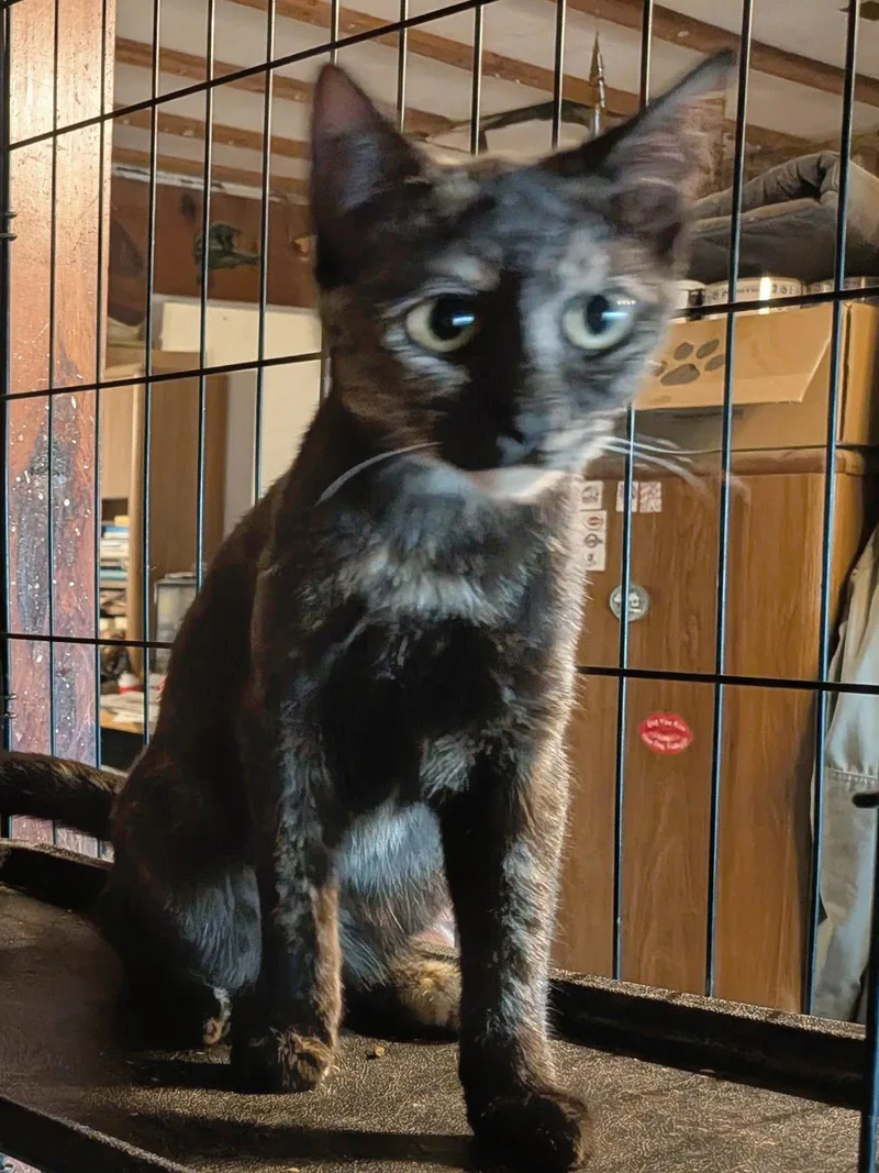 Tortie thumbnail 2