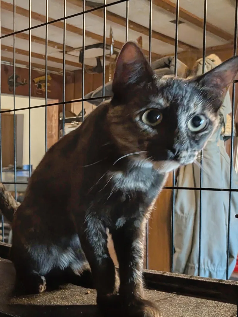 Tortie thumbnail 3