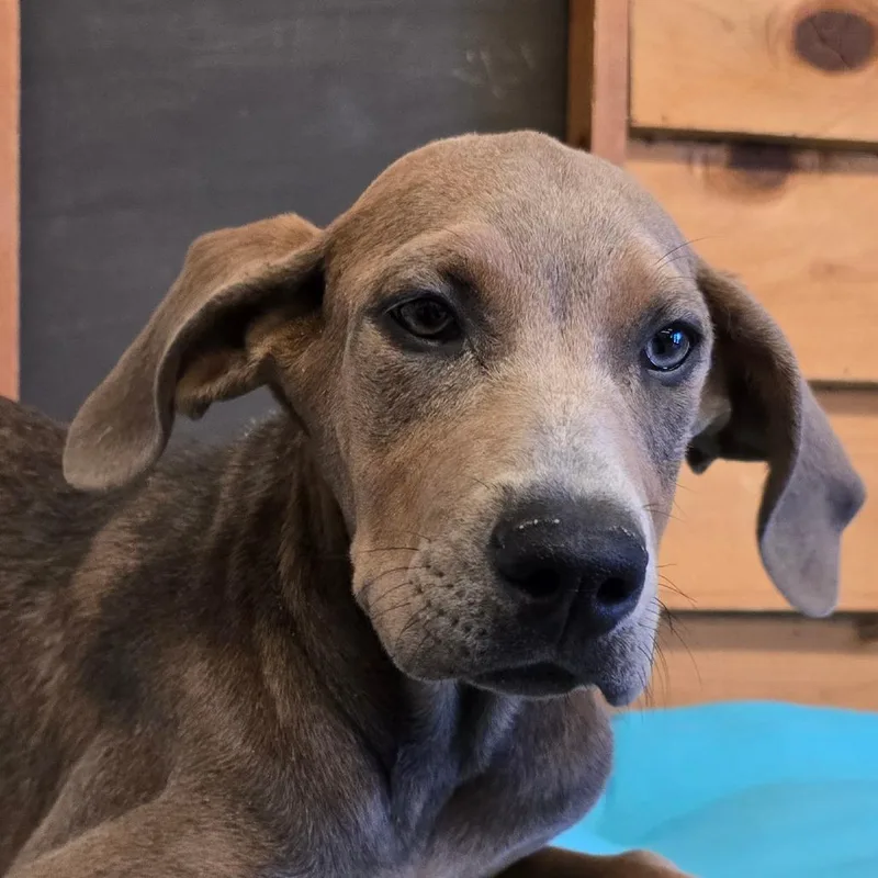 A baby medium-sized female Brown / Chocolate Doberman Pinscher dog named Carmella for adoption in Wickenburg, AZ