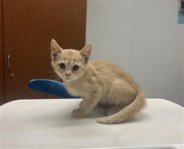 A baby small-sized female Domestic Short Hair cat named R Front for adoption in Rancho Cucamonga, CA
