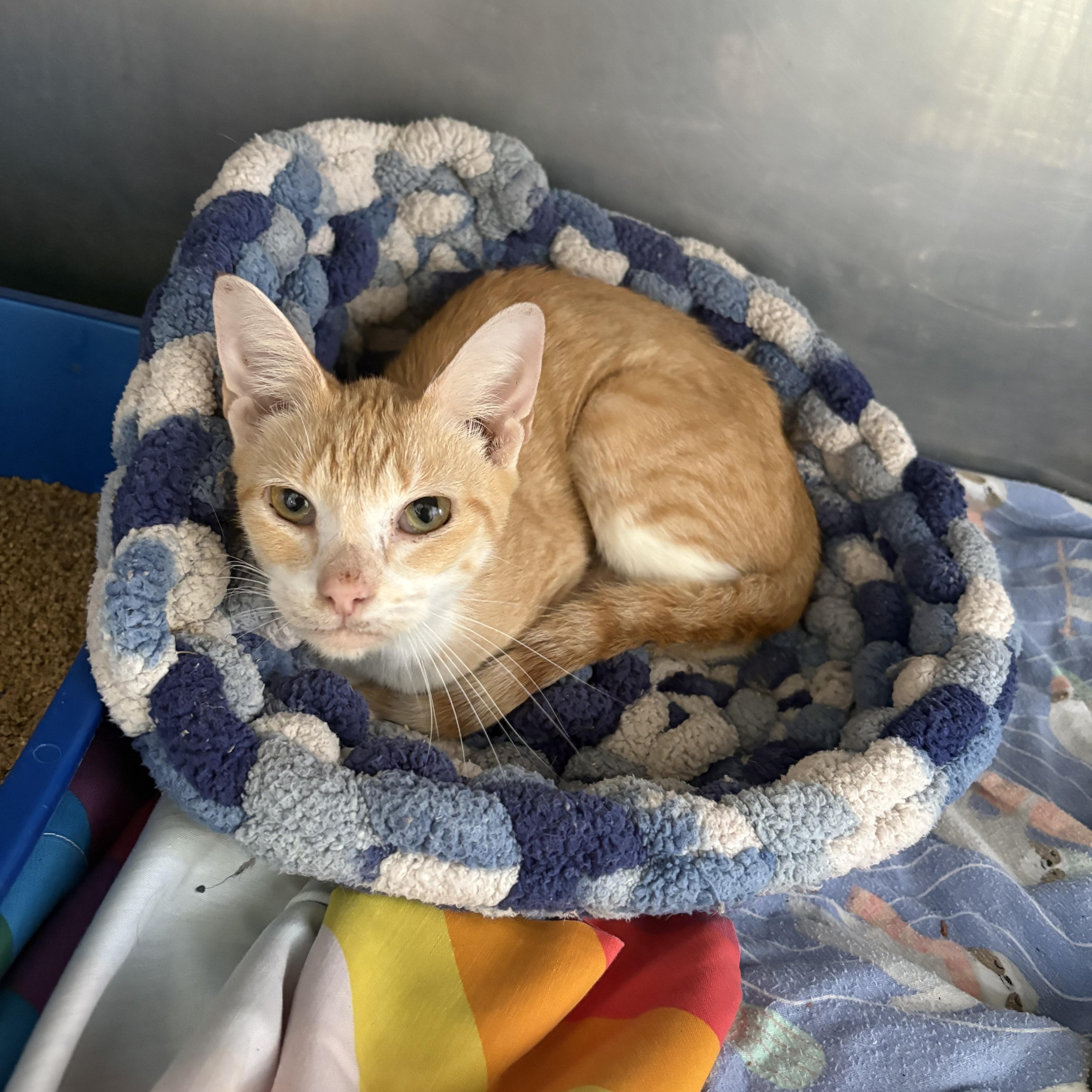 A young small-sized female Orange & White Domestic Short Hair cat named Esther for adoption in Colbert, GA