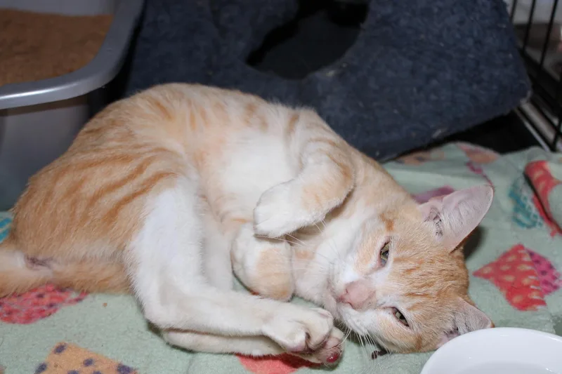 Esther thumbnail 2