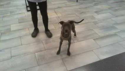 A young medium-sized female Mixed Breed dog named Lola for adoption in Charlotte, NC
