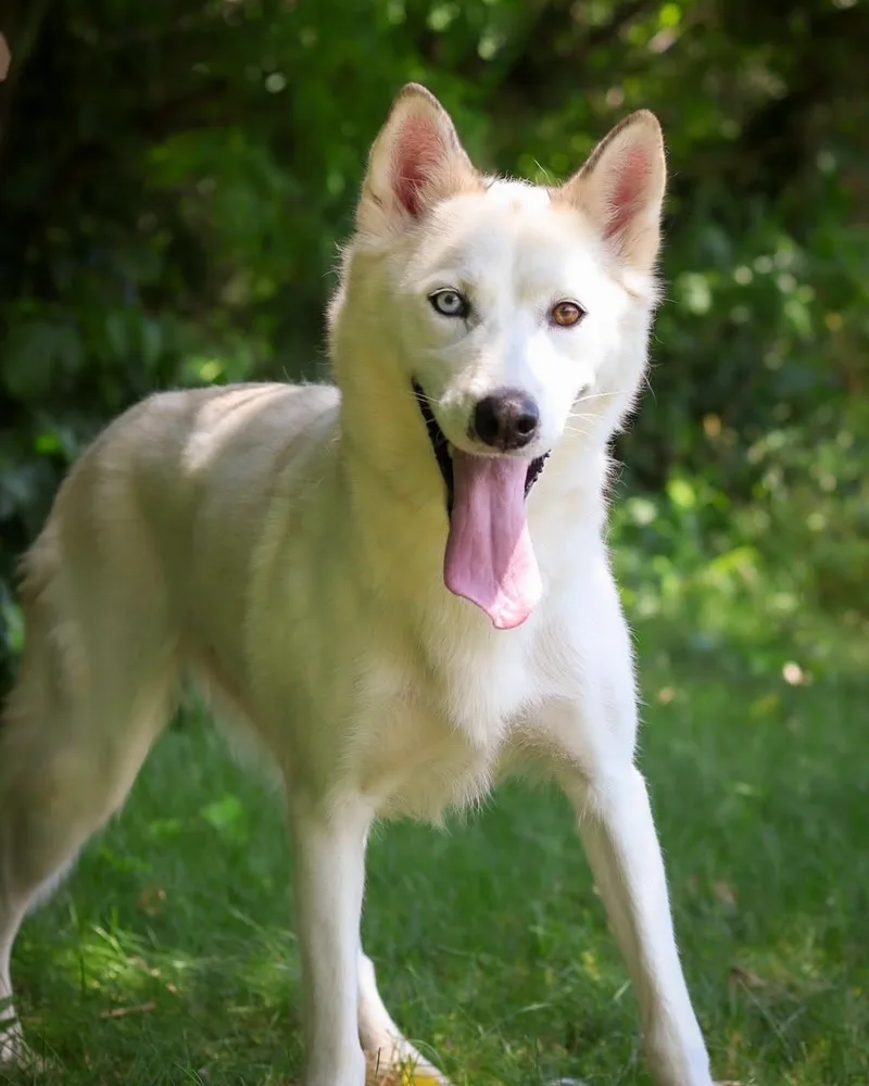 A young large-sized female White / Cream Husky dog named Banana Boat for adoption in Bridgeport, CT