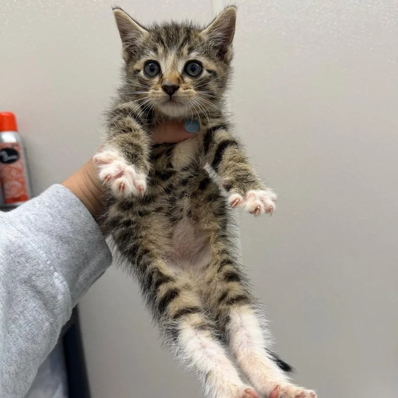 A baby small-sized male Brown / Chocolate Domestic Short Hair cat named Axle for adoption in Morganton, NC