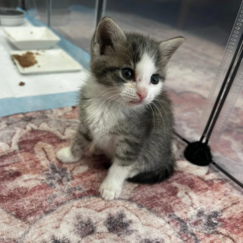 A baby small-sized female Gray / Blue / Silver Domestic Short Hair cat named Laramie for adoption in Los Angeles, CA