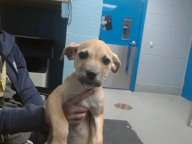 A young small-sized female Pit Bull Terrier dog named Lil for adoption in Albuquerque, NM