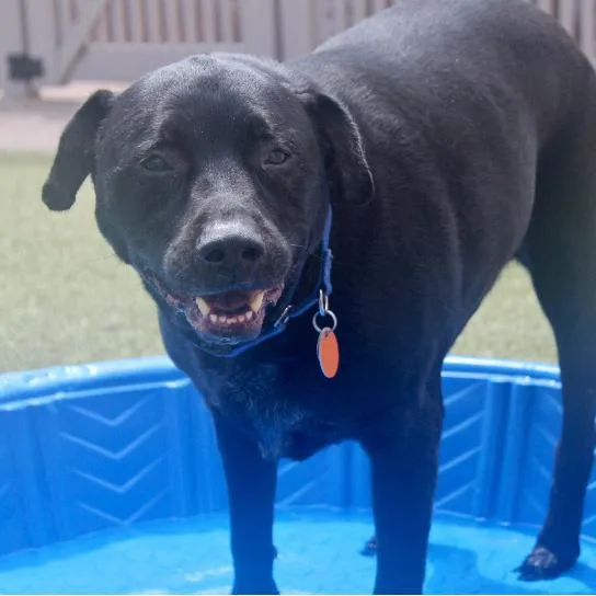 A senior large-sized male Mixed Breed dog named Toby for adoption in Port Washington, NY