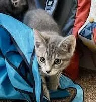 A baby medium-sized female Tabby (Gray / Blue / Silver) Tabby cat named Wolfie & Nala for adoption in The Dalles, OR