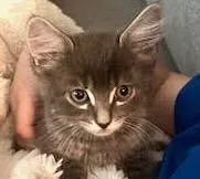 Wolfie & Nala thumbnail 2