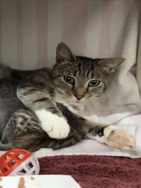 A young medium-sized female Domestic Short Hair cat named Digestive System for adoption in Derwood, MD