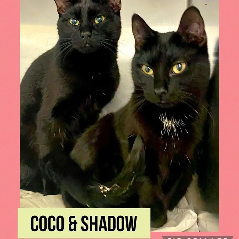 A young medium-sized male Black Domestic Short Hair cat named Shadow for adoption in Wheeling, IL