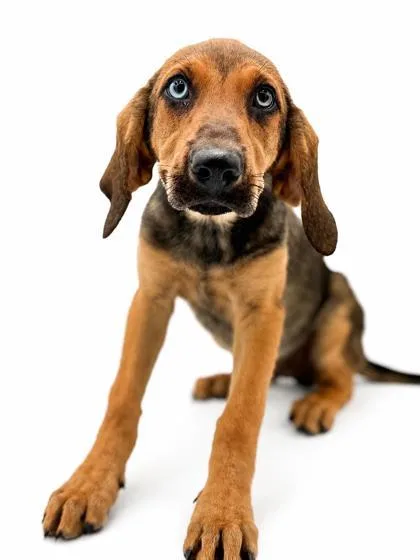 A young small-sized female Hound dog named Puddles for adoption in Bowling Green, KY