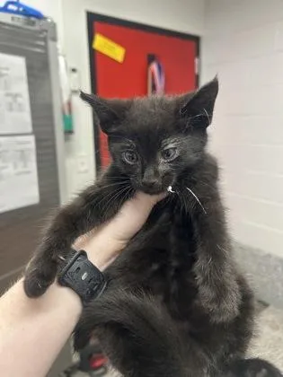 A baby small-sized male Domestic Short Hair cat named Anwar for adoption in West Chester, PA