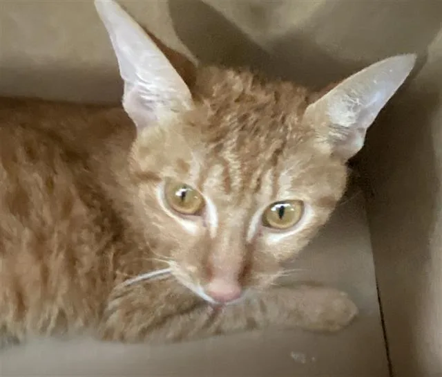 A young medium-sized male Domestic Short Hair cat named Simba for adoption in Dallas, TX