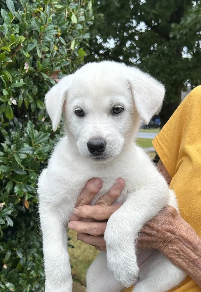 A baby large-sized female Great Pyrenees dog named Sapphire  Gemstone Litter for adoption in Horn Lake, MS